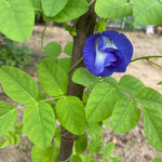 Wise Chef's Butterfly Pea Flower (bunga telang)