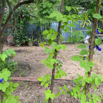 Wise Chef's Butterfly Pea Flower (bunga telang)