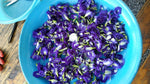 Wise Chef's Butterfly Pea Flower (bunga telang)